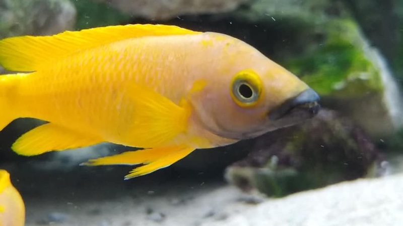 Neolamprologus leleupi 'Kitumba'